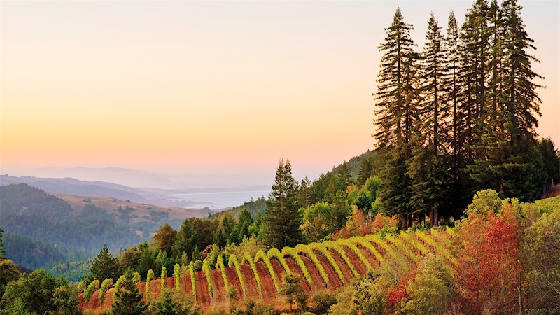 Wine Tip: Get to Know the True Sonoma Coast