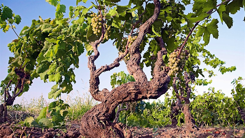 Wine Tip: 4 Wineries to Know in Southern Italy