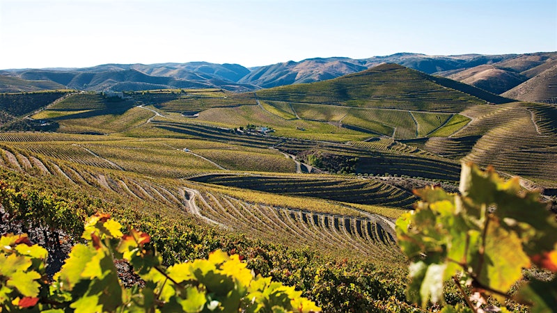 Wine Tip: Discover Portugal's Shining White Wines