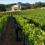 Vineyard and winery building