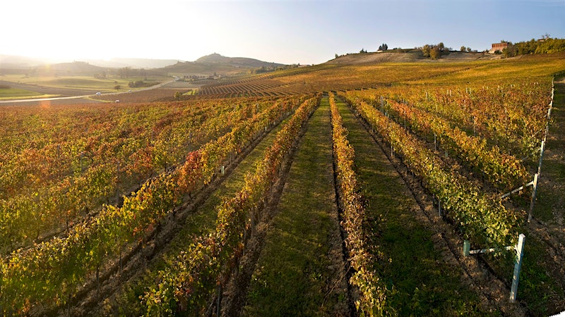 Alphabetical Guide to Piedmont’s Barbera