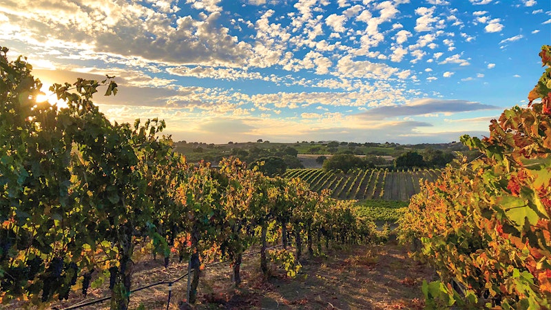 Alphabetical Guide to California Rhônes