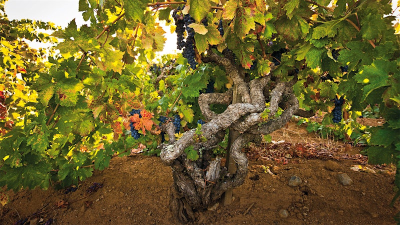 Zin Vineyards at 100 Years and Counting