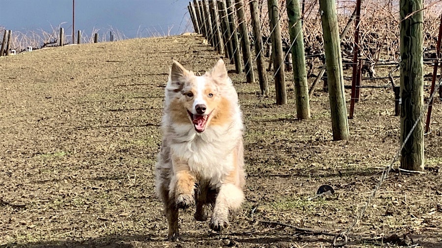 At any time of year, Sadie enjoys romping through Tablas Creek's vineyards, which are farmed following regenerative organic practices.