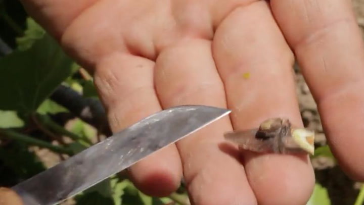 Replanting Lower Sunspot Vineyard, Finalist Video Contest 2017