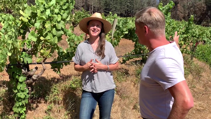 In the Vineyard at Stony Hill