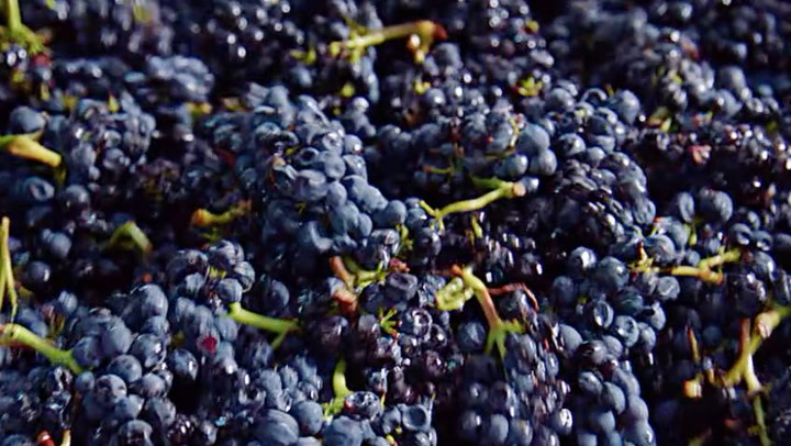 Video Contest 2016 Finalist: House Beats, Wine Groove