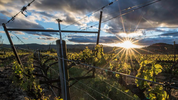 Stags Leap District Cabernet Character: Estate vs. Single Vineyard with Chimney Rock