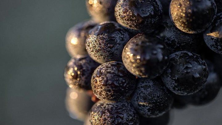 Lafite's Shift to Cabernet Sauvignon