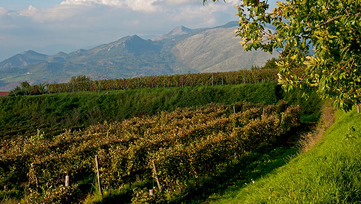 Campania Basics: From the Tasting Room with Alison Napjus