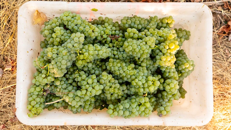 Pass the Sauvy B: A Sauvignon Blanc Wine Quiz