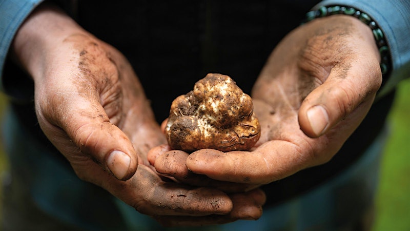 Oregon’s Truffle Frontier