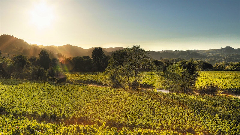 8 Charming California Sauvignon Blancs Up to 91 Points