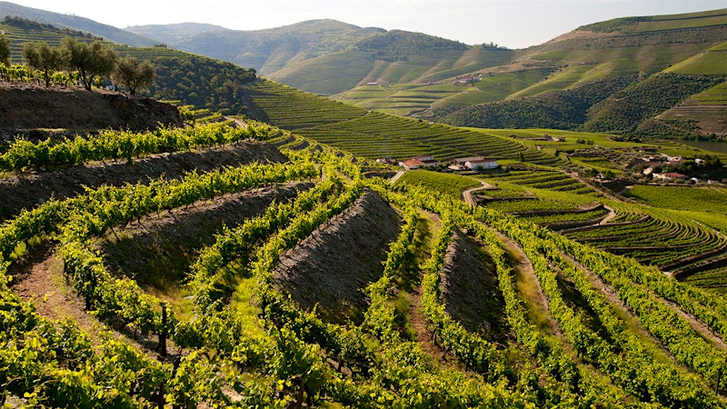 9 Late-Bottled Vintage Ports Up to 93 Points