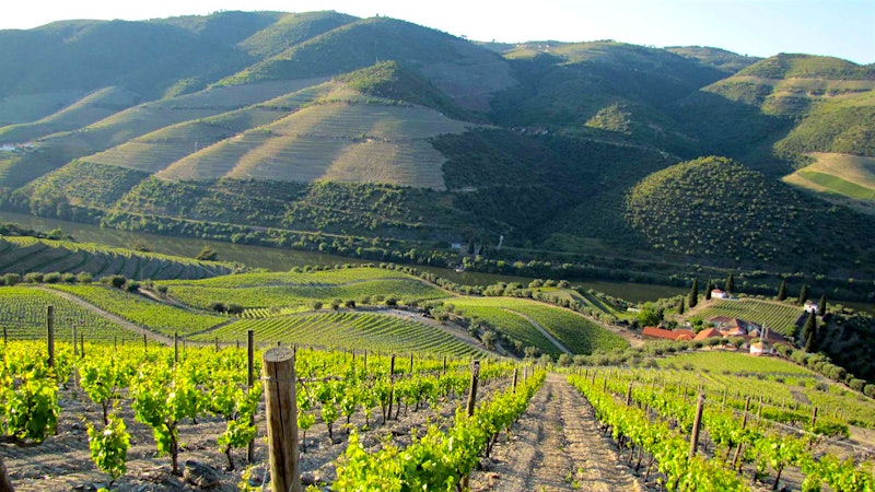11 Douro Valley Reds Up to 92 Points