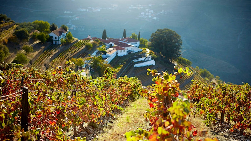 12 Warming Red Wine Values for Wintertime Sipping Up to 92 Points