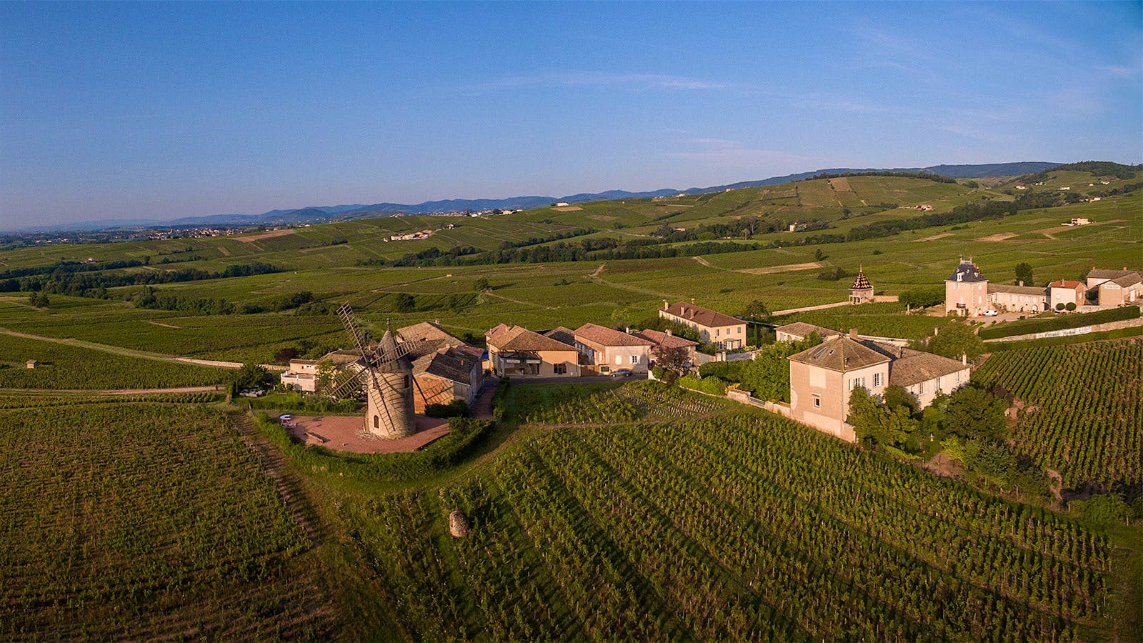 Winery landscape with vineyards and buildings