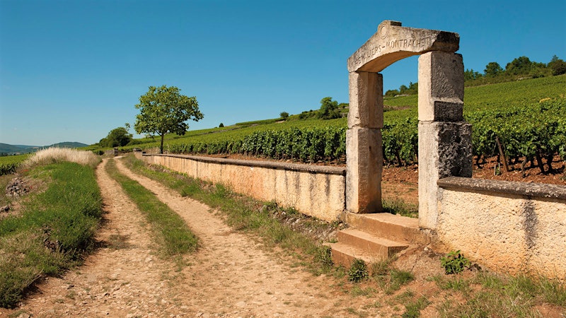 Different Shades of White Burgundy