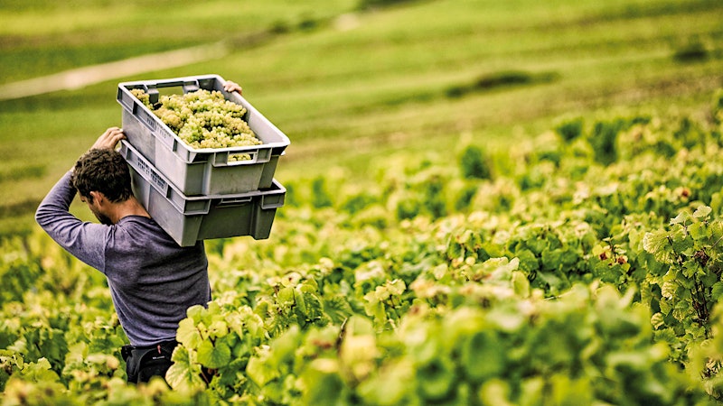 Alphabetical Guide to White Burgundy