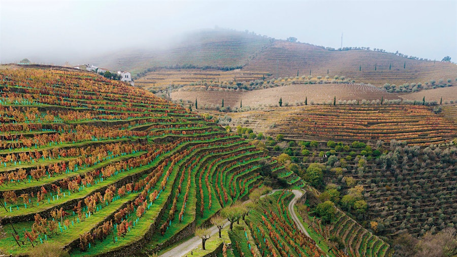 The century-old Vinha do Rio parcel within Ramos-Pinto’s Bom Retiro vineyard